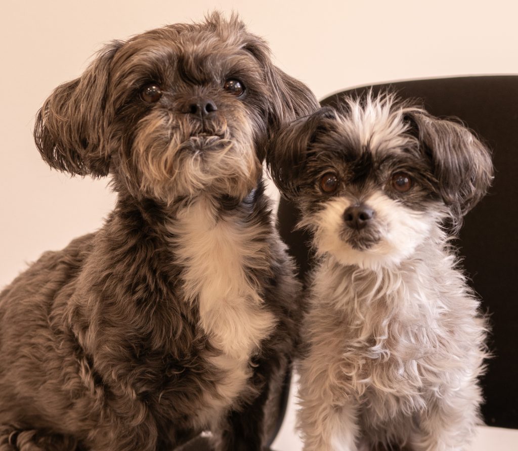 Twee schattige kleine honden zittend binnen samen.